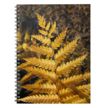 Herbstleaf Golden Fern Foto