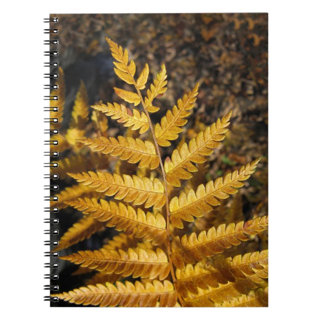 Herbstleaf Golden Fern Foto Notizblock (Vorderseite)