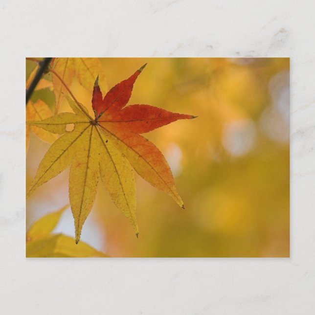 Herbstleaf Postkarte (Vorderseite)