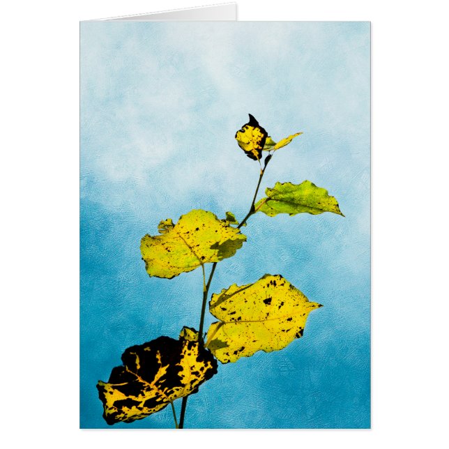 Herbstleaves (Vorne)