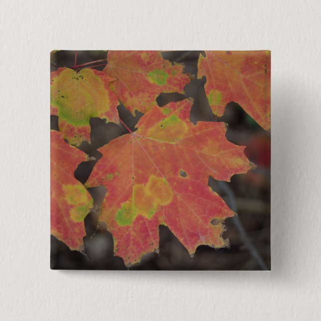 Herbstleaves Button (Vorderseite)
