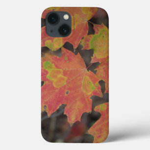 Herbstleaves title_seo2