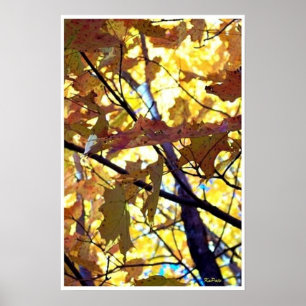 Herbstleaves Fall Bäume Sonnenschein Poster
