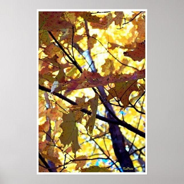 Herbstleaves Fall Bäume Sonnenschein Poster (Vorne)