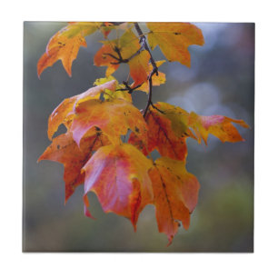Herbstleaves Fliese