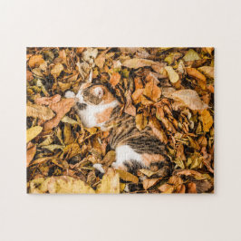 Herbstleaves Herbst Tabby Calico Katze