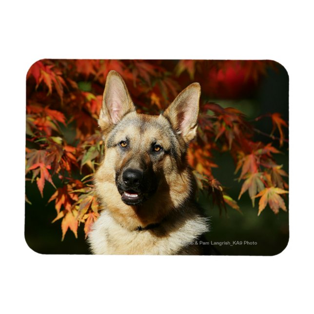 Herbstleaves Magnet (Horizontal)