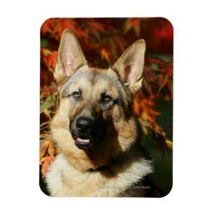 Herbstleaves Magnet
