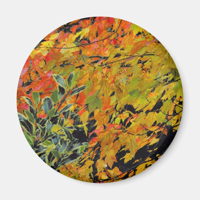 Herbstleaves Magnet (Vorne)