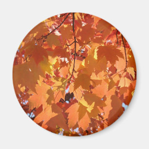Herbstleaves Magnete fallen in Orange Tree Blätter Magnet