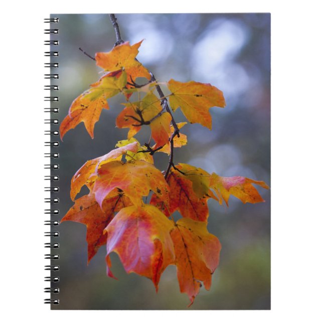 Herbstleaves Notizblock (Vorderseite)