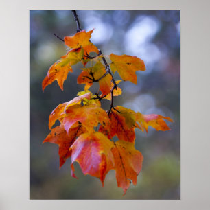 Herbstleaves Poster