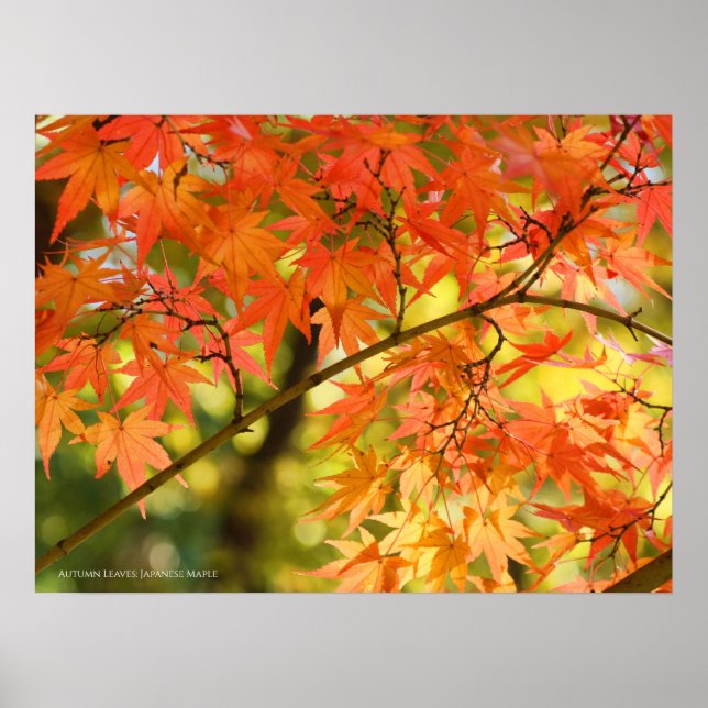 Herbstleaves Poster (Vorne)