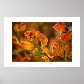Herbstleaves Poster
