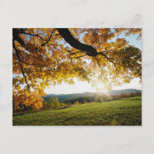 Herbstleaves Postkarte