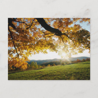 Herbstleaves Postkarte