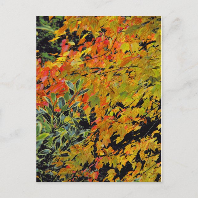Herbstleaves Postkarte (Vorderseite)