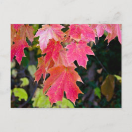 Herbstleaves Postkarte
