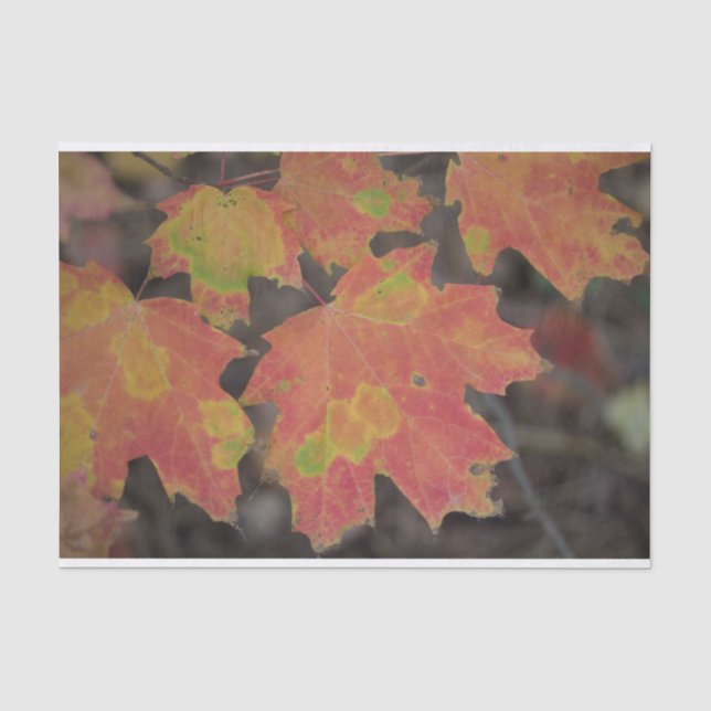 Herbstleaves Seidenpapier (Vorderseite)