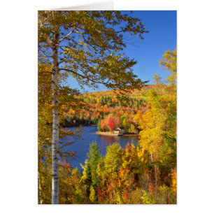 Herbstliche Baumlandschaft, Maine