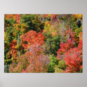 Herbstliche farbenfrohe Naturfotografie am Hang Poster