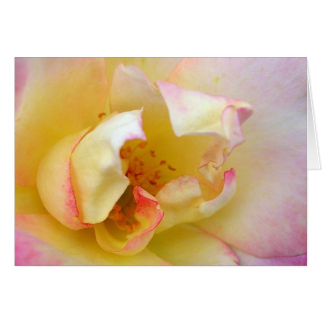 Herbstliche Rose (Vorderseite (Horizontal))