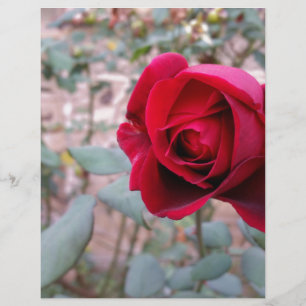 Herbstliche rote Rose