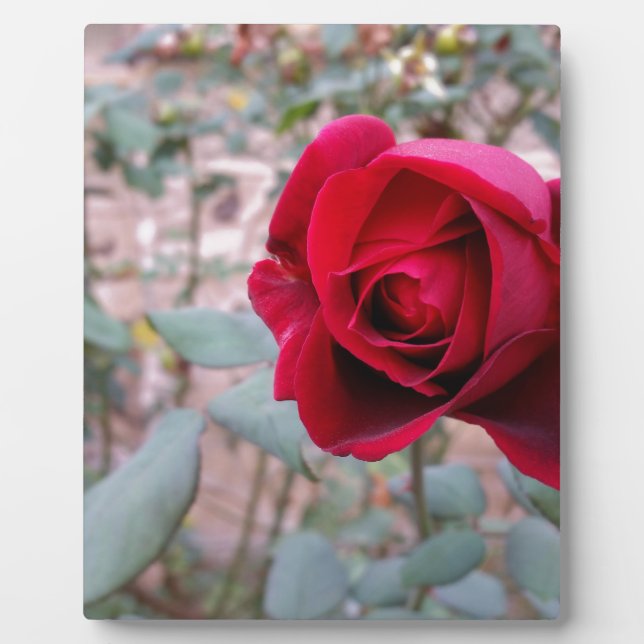Herbstliche rote Rose Fotoplatte (Vorderseite)