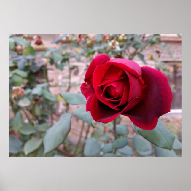 Herbstliche rote Rose Poster (Vorne)