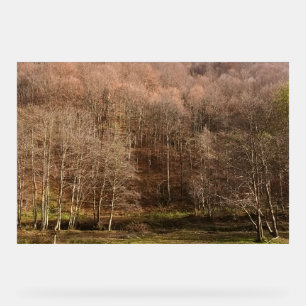 Herbstliche Waldlandschaft - Wilde Natur Rumänien Acrylschild