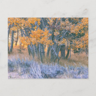 Herbstlicher Espenwald Postkarte
