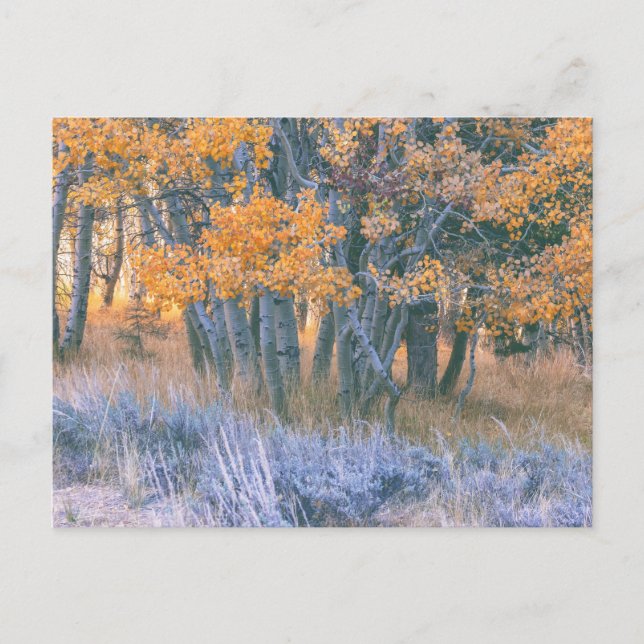 Herbstlicher Espenwald Postkarte (Vorderseite)