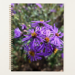 Herbstlicher Purpurglanz Planer