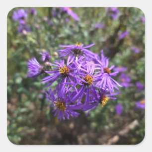 Herbstlicher Purpurglanz Quadratischer Aufkleber