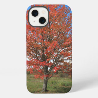 Herbstlicher roter Ahornbaum in dem blauen Himmel iPhone Hülle