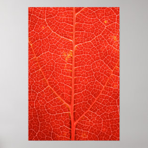 Herbstliches Blatt Poster