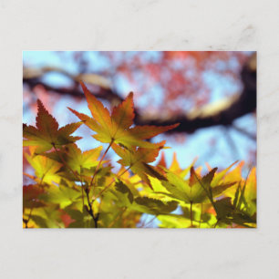Herbstlicht Postkarte
