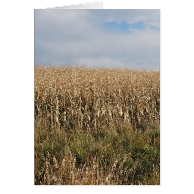 Herbstmaisernte (Vorne)