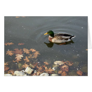 Herbstmallard