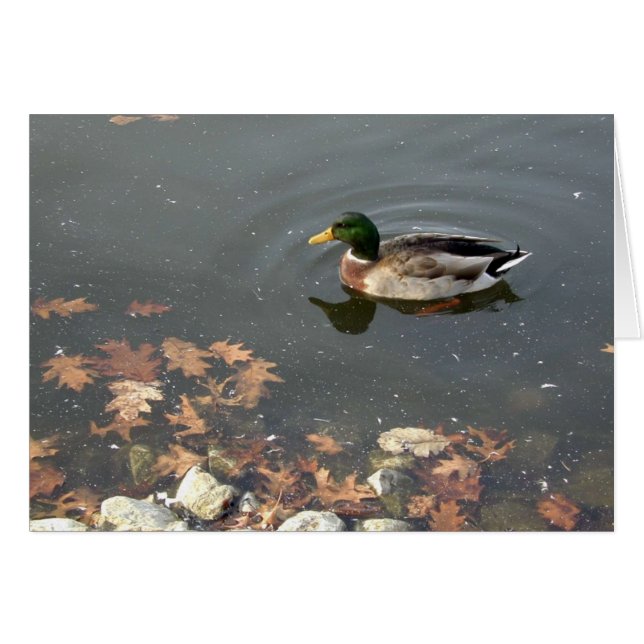 Herbstmallard (Vorderseite (Horizontal))