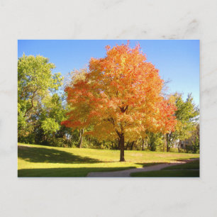 Herbstmaple 2004 Foto / Mark Edward Westerfield Postkarte
