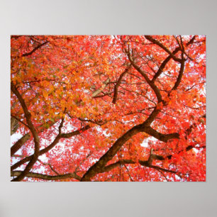 Herbstmaple Bäume drucken Landschaftspopster Poster