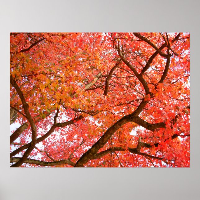 Herbstmaple Bäume drucken Landschaftspopster Poster (Vorne)