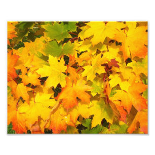 Herbstmaple-Blätter mit Herbstfarben Fotodruck