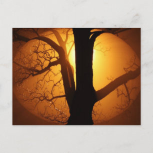 Herbstmond, der durch den Baum scheint Postkarte