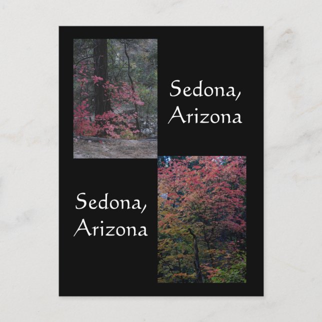 Herbstpflanzen in Blüte, Sedona Arizona Postkarte (Vorderseite)