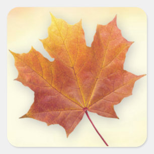 Herbstpfropfen aus Rot und Gold Quadratischer Aufkleber