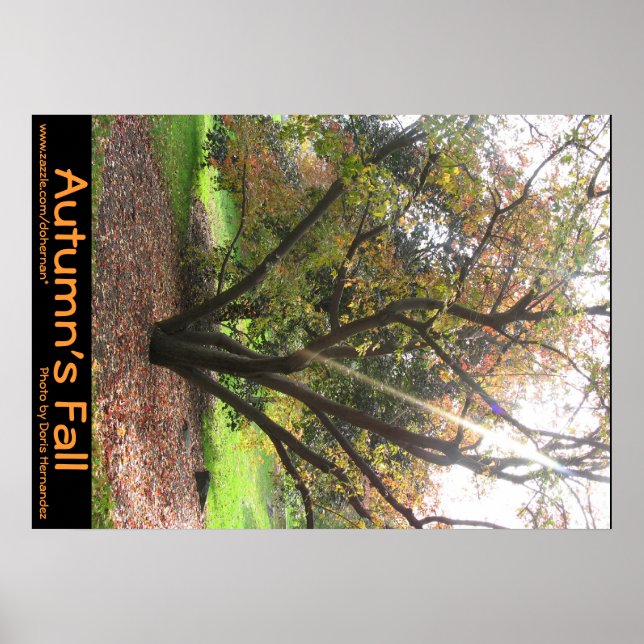 Herbstposter des Baumhellstrahls Poster (Vorne)