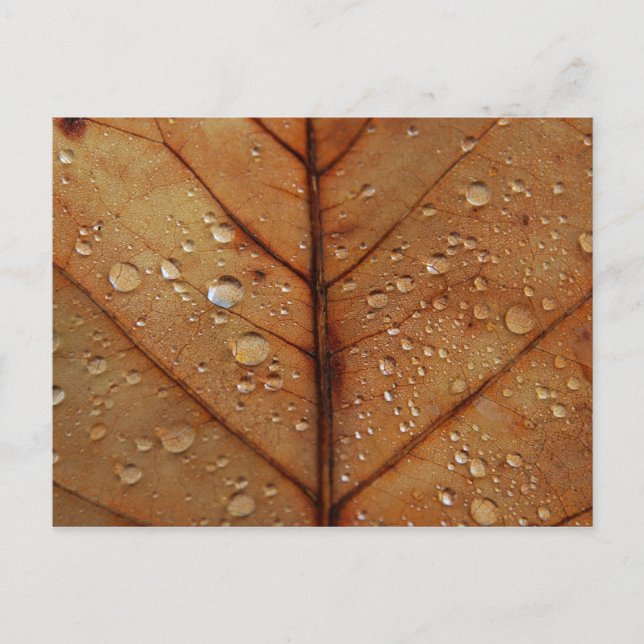 Herbstpostkarte Postkarte (Vorderseite)
