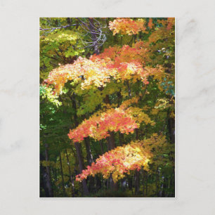 Herbstpracht Postkarte